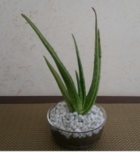 Aloe-Vera--276x300.jpg