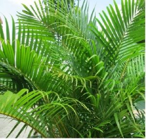 Bamboo-Palm--300x287.jpg