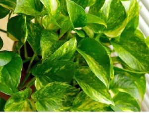 Golden-Pothos-300x227.jpg