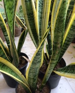 Sansevieria-242x300.jpg